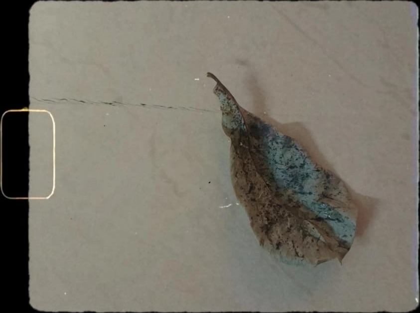 Mottled Leaf (Ficus religiosa) pressed specimen