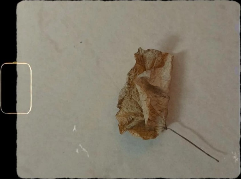 Spent Bract (Bougainvillea glabra) pressed specimen