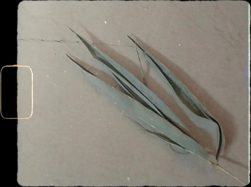 Eucalyptus Blades (Eucalyptus globulus) pressed specimen