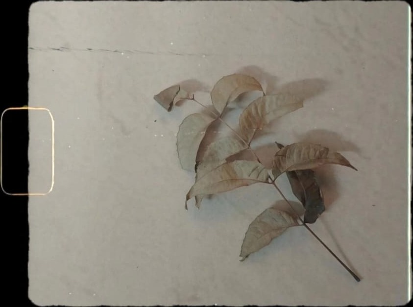 Compound Sprig (Azadirachta indica) pressed specimen