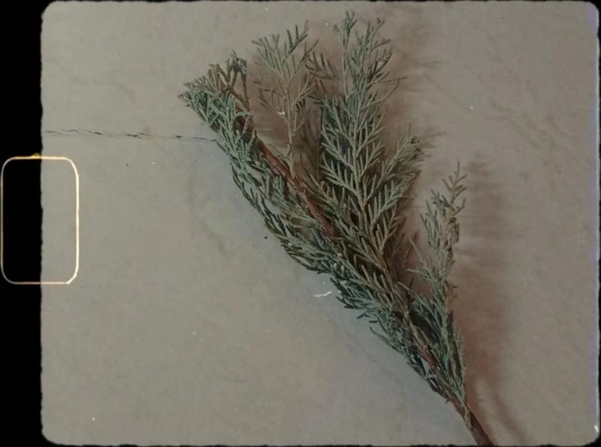 Cypress Sprig (Cupressus sempervirens) pressed specimen