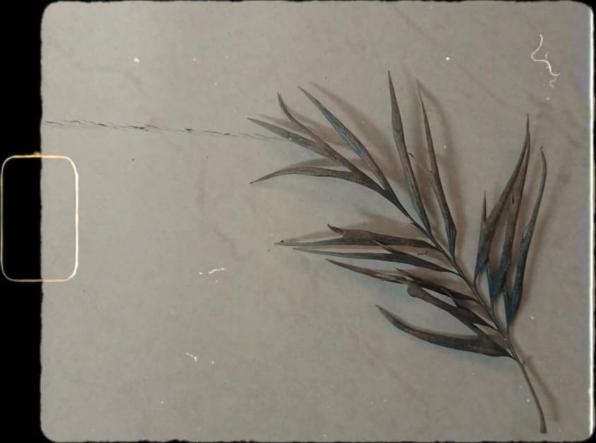 Willow Frond (Salix babylonica) pressed specimen