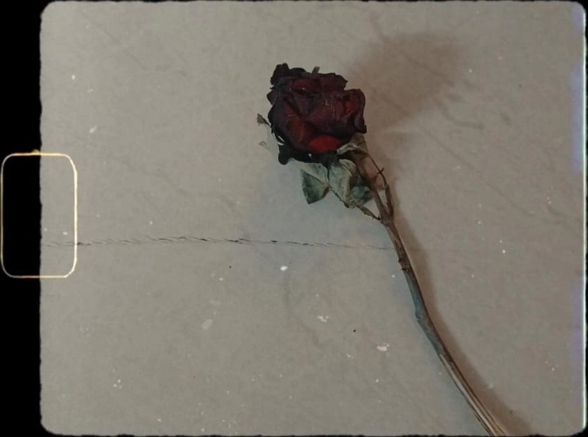 Single Rose (Rosa indica) pressed specimen