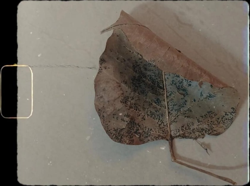 Copper Leaf (Ficus religiosa) pressed specimen